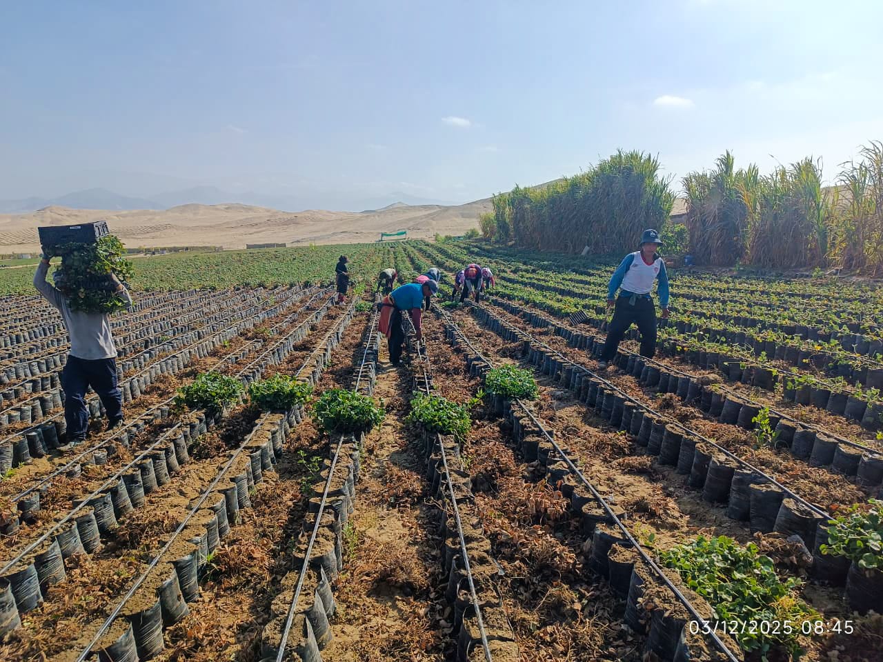 Campaña fresa foto 2