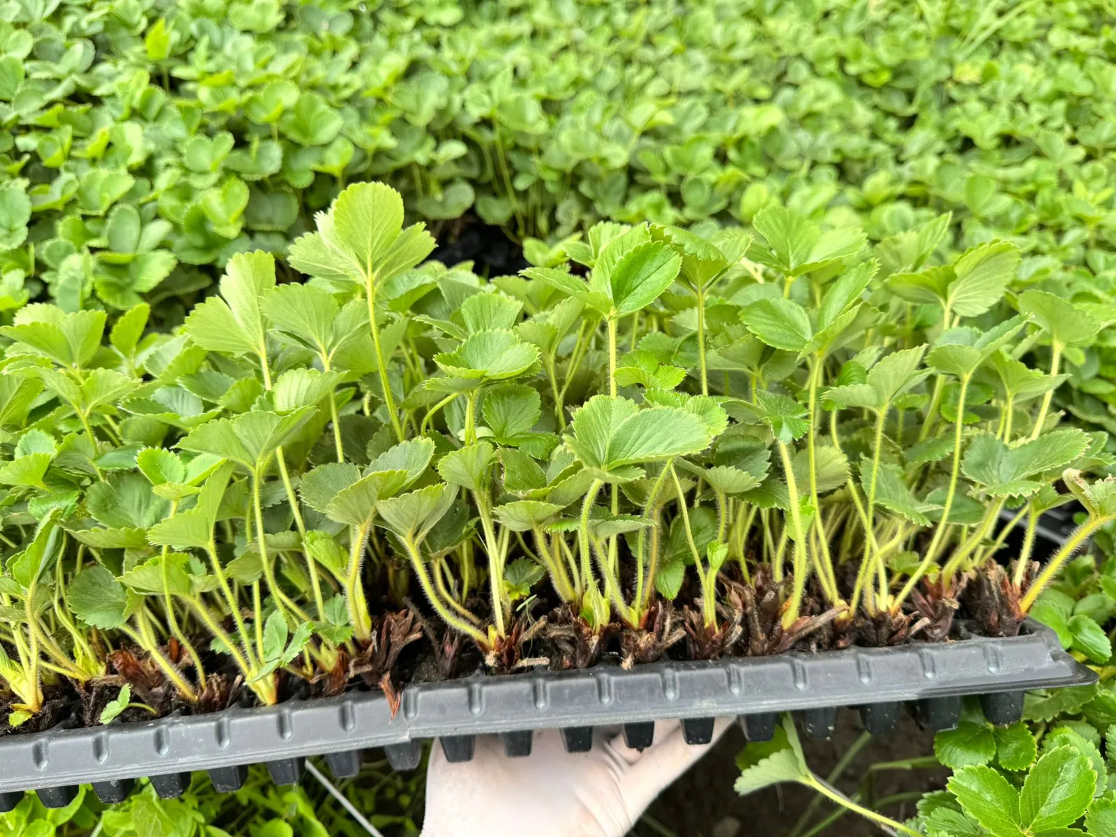 Enraizamiento de Plantines